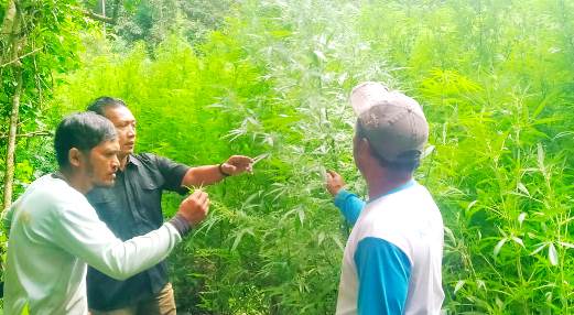 Deninteldam I/BB Temukan Ladang Ganja Siap Panen di Hutan Sibuatan Tanah Karo